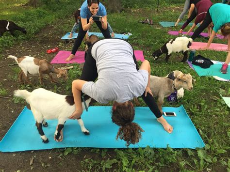 Goat Yoga Near Me Massachusetts - YogaWalls