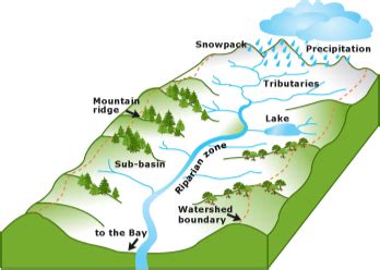 12+ Diagram Of Watershed - FrenkGeorgeo