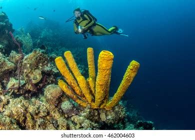 3,611 Belize Scuba Diving Images, Stock Photos & Vectors | Shutterstock