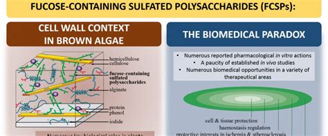 A review about brown algal cell walls and fucose-containing sulfated polysaccharides | Station ...