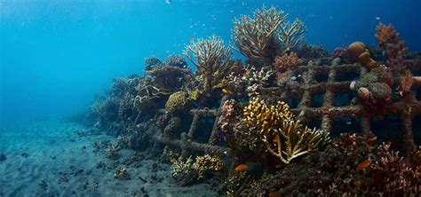 Coral Reef Restoration: the Biorock Project | TFH Magazine