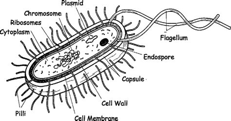 Gallery For > Salmonella Bacteria Structure