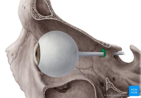 Extraocular muscles | Muscle, Medical illustration, Rings