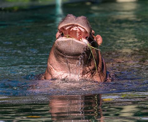 Hippopotamus | San Diego Zoo Kids