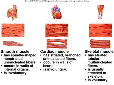 Muscular Tissue Functions