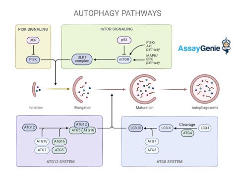 Understanding the Autophagy Pathway: A Critical Process in Cellular Maintenance - Assay Genie