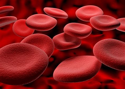 Blood - Plasma, Components, Functions | Britannica