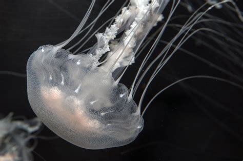 Strange Beauty: Jellyfish of the NC Coast | Coastal Review