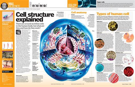 Human Cell Structure | Deskarati