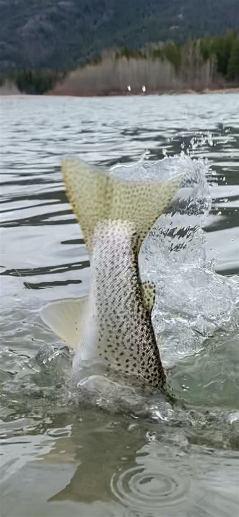 Glacier National Park Area Fishing Report 5-5-21 - Wild Montana Anglers