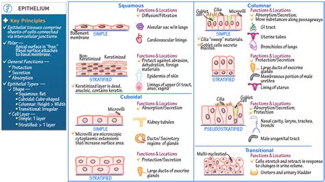 Epithelial Tissue Membrane Types And Functions Anatomy