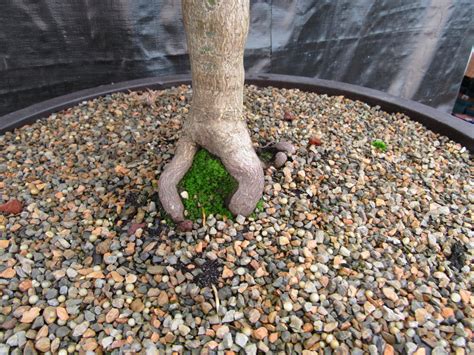 71 Year Old Red Dragon Japanese Maple Specimen Bonsai Tree