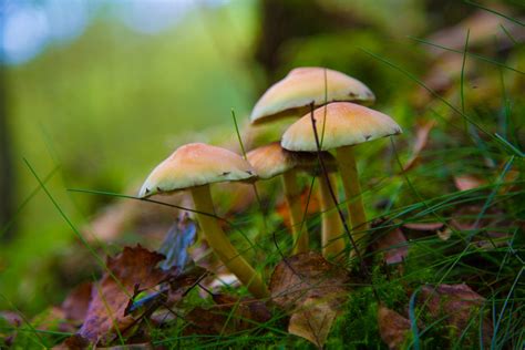 Mushroom Free Stock Photo - Public Domain Pictures