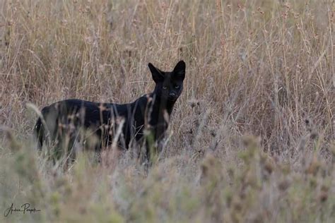 I had an incredible sighting of a melanistic Serval Cat not far from the camp. I feel so blessed ...