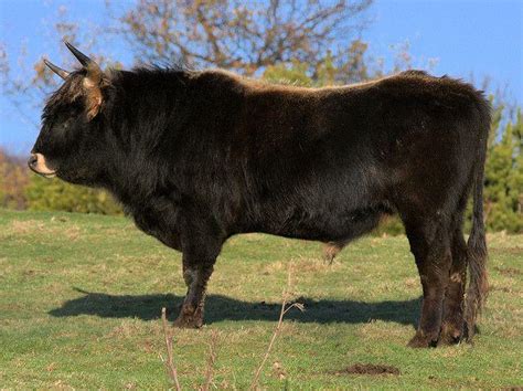 Heck Cattle Info, Size, Lifespan, Uses, and Pictures