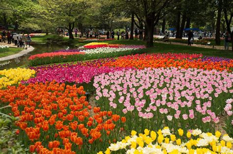 10 Best Flower Festivals around Tokyo in Spring | Kyuhoshi