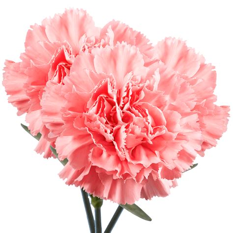 Best Pink Carnations | GlobalRose