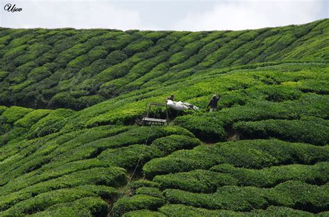 Boh tea plantations 2 | Cameron highlands, Malaysia | Flickr