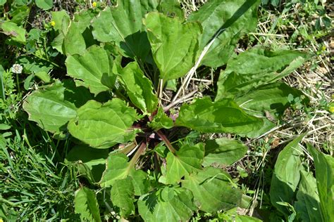 Broadleaf Plantain - Green Thumb Advice