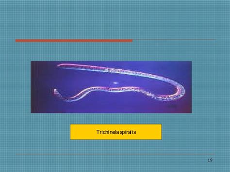 7 anthelmintic drugs