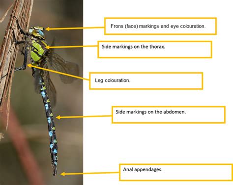 Identification Help - British Dragonfly Society