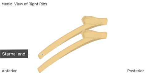 Structure of the Ribcage and Ribs | GetBodySmart