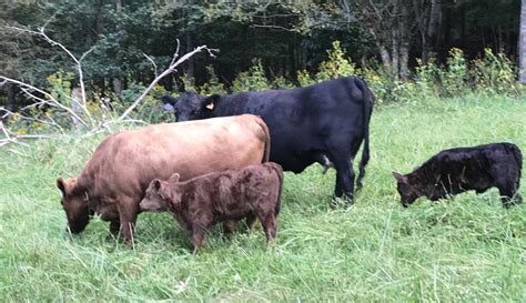 5 Miniature Cattle Breeds for Small Farms – Hobby Farms