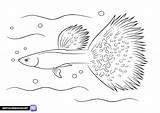 Fish Guppy coloring page  Free Printable pages sketch template