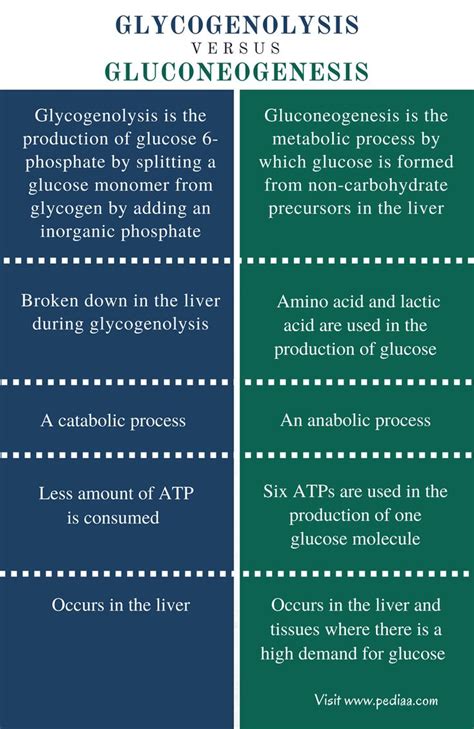 Difference Between Glycogenolysis and Gluconeogenesis | Definition ...