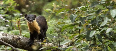 The Elusive Nilgiri Marten | Critter Science