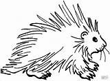 Porcupines Coloring Pages  ColoringBay sketch template