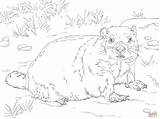 Realistic Groundhog coloring Page  Free Printable Coloring Pages sketch template