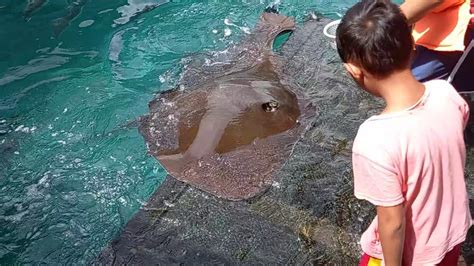 Amazing Stingray | Pagi Fish | Sibadan Fish cage | Cambatung Hinatuan ...