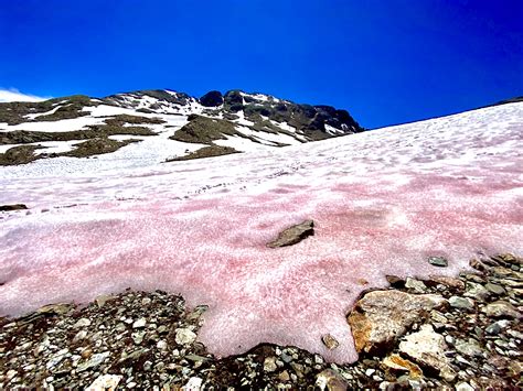 Now in the Swiss Alps: Snow Algae | Mibelle Biochemistry