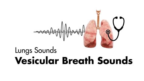 Vesicular Breath Sounds - Normal Lung Sounds - MEDZCOOL - YouTube