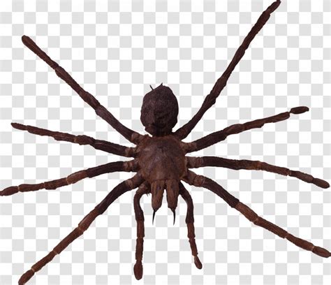 Wolf Spider Southern Black Widow Bite Lycosa Tarantula - Arthropod - Image Transparent PNG