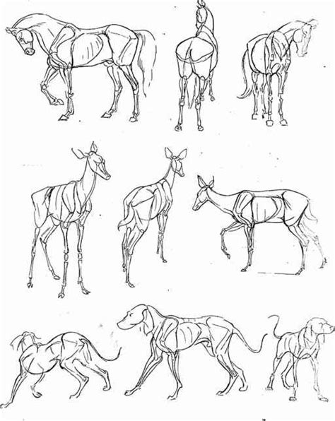 Tips On Drawing Animals - Animal Drawing - Joshua Nava Arts