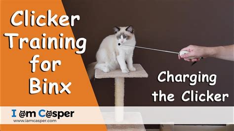 37 HQ Photos Clicker Training For Cats Video - How To Clicker Train ...