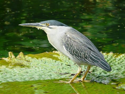 striated male heron birds pictures | http://www.atozpictures.com/striated-heron-pictures | Birds ...