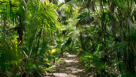 Tropical Rainforest Plants for Kids | Sciencing