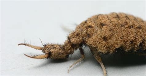 Doodlebug Death Traps: A Closer Look At The Infamous Ant Lion | Montana ...