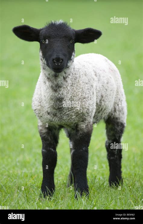 Black faced Lamb Stock Photo, Royalty Free Image: 26258233 - Alamy