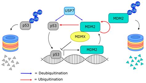 Cancers | Free Full-Text | Targeting the Ubiquitin-Proteasome System for Cancer Therapeutics by ...