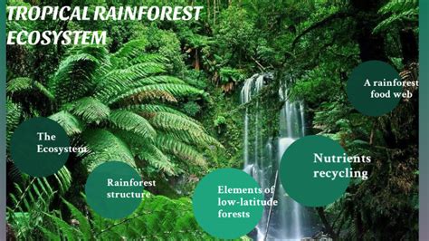 Tropical rainforest ecosystem by cecilia fiamoi on Prezi