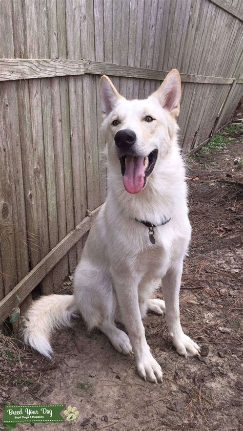 Northern Timber Wolf/Husky Mix - Stud Dog Texas - Breed Your Dog