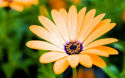 HD Orange-daisy Wallpaper | Download Free - 93319