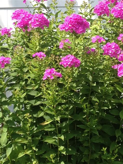 Tall phlox | Tall flowers, Planting flowers, Tall phlox