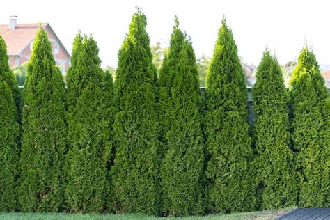 What evergreen shrubs are good for creating a privacy screen? | Petitti Garden Centers