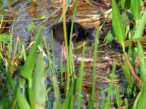 Baby Purple Swamphen Photograph by Jill Nightingale