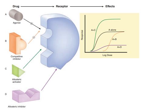 Deciphering the Dance of Drug-Receptor Interactions - PharmaFeatures